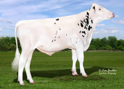 DIXON / 097HO42887