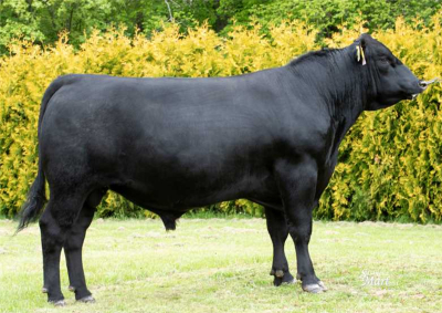 HUSAR