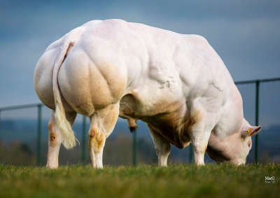 MATADOR DE BELLEFONTAINE