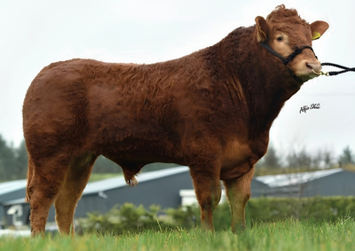 BRACKAN RUBEN