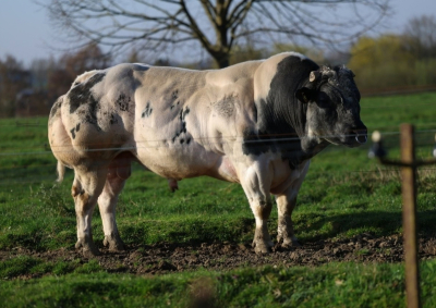 TROSSARD VD PANNEMEERS