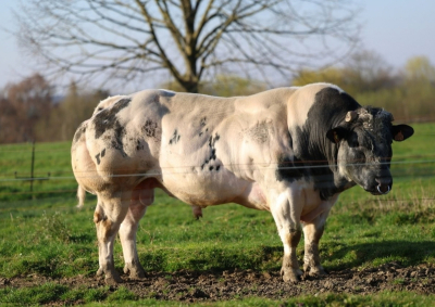 TROSSARD VD PANNEMEERS