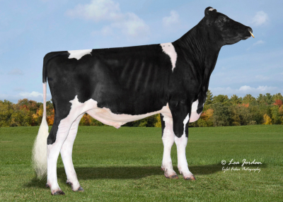 PROGENESIS VENITO-ET / 097HO42267